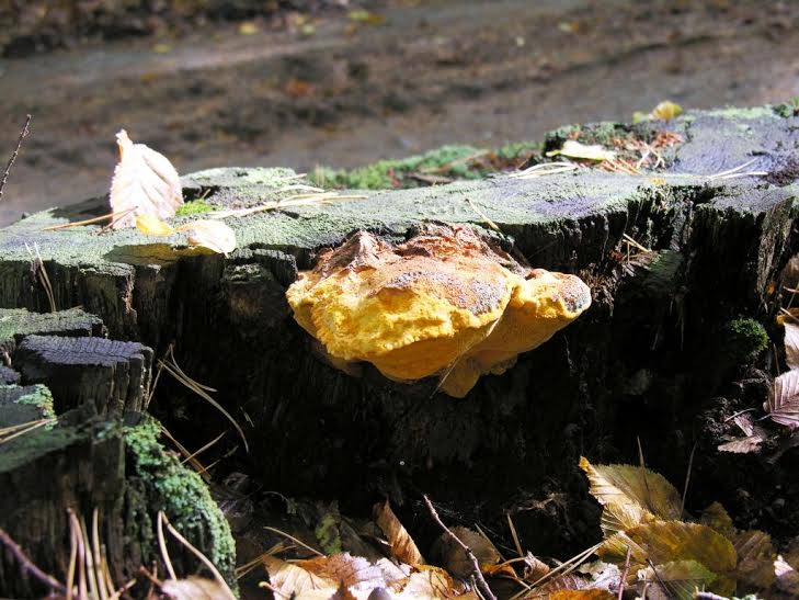 Leśnicy ratują zagrożony gatunek grzyba