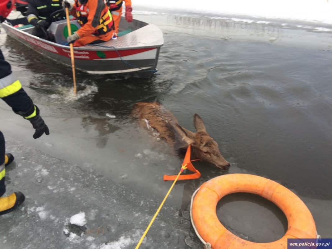Akcja ratunkowa – wyciągnęli zwierzęta z lodowatej wody