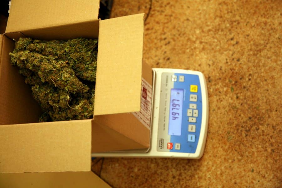 Olsztyńscy policjanci CBŚP przejęli 52 kg marihuany