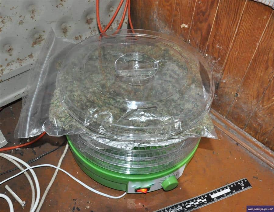 Funkcjonariusze udaremnili przedostanie się na rynek 6000 porcji dilerskich marihuany