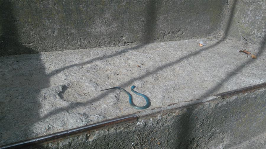 Na głównej ulicy Zatorza pełzał wąż
