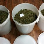 Policjanci zabezpieczyli blisko 8,5 kilograma marihuany