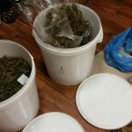 Policjanci zabezpieczyli blisko 8,5 kilograma marihuany