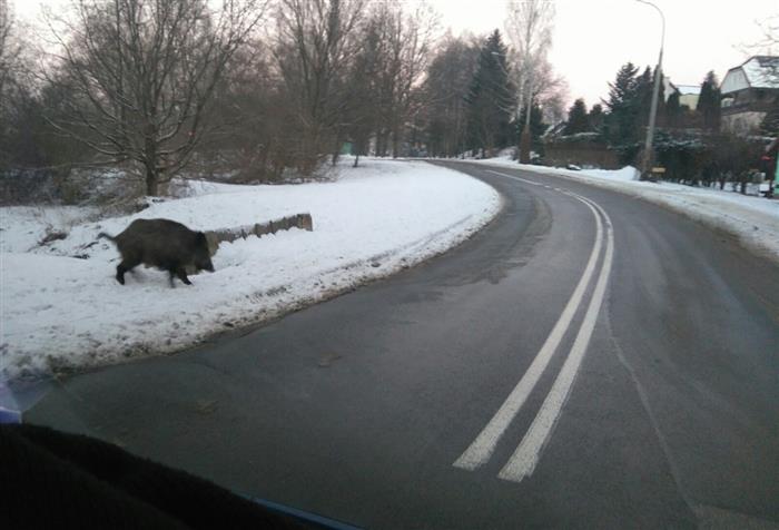 Kolejny raz odłowiono dziki w Olsztynie