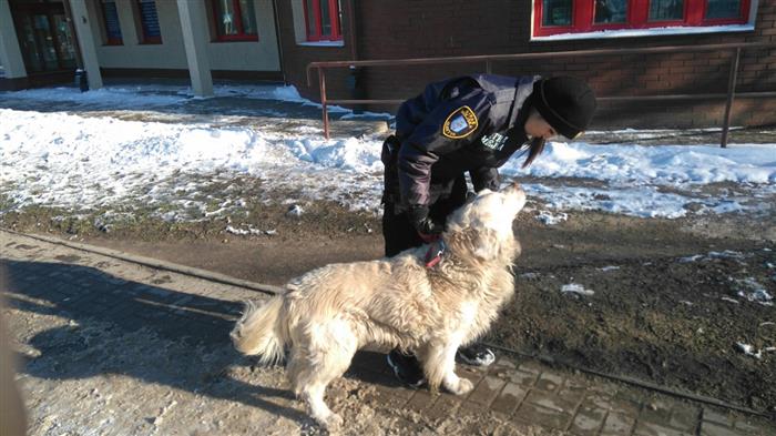 Znaleziono psa przy ul. Wyszyńskiego