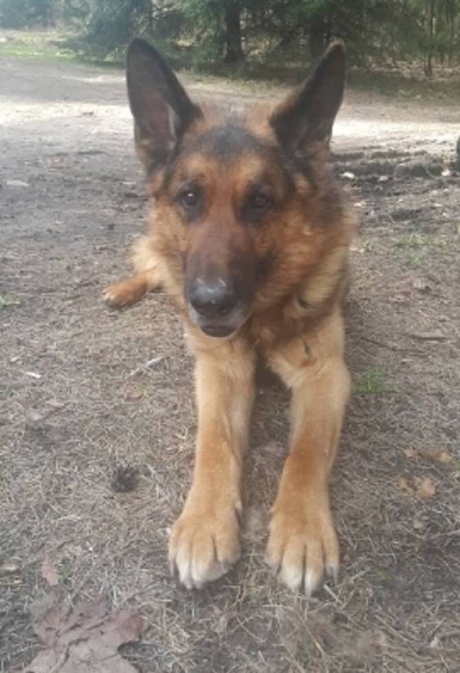 Policyjny pies z Olsztyna, po 12 latach służby na zasłużonej emeryturze