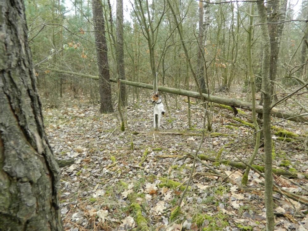 Powiesił w lesie psa na sznurku. Szukamy sadysty, który to zrobił [FOTO]