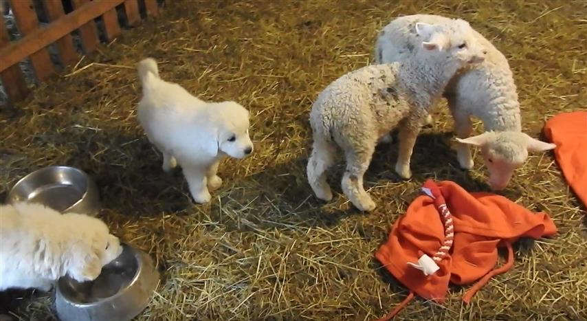Hodowcy owiec dostali psy pasterskie