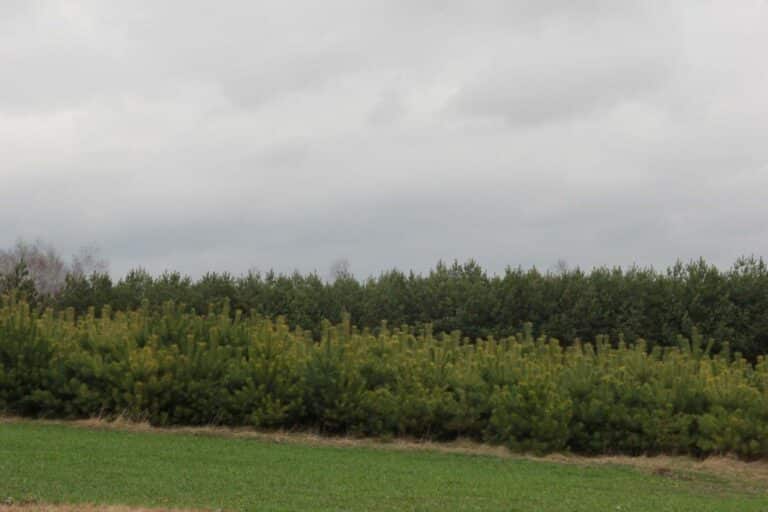 Nie chodzimy do las&oacute;w, mimo że mamy ich coraz więcej!