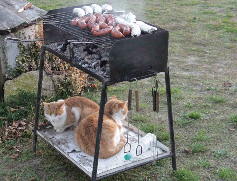 Święto kot&oacute;w w olsztyńskim schronisku