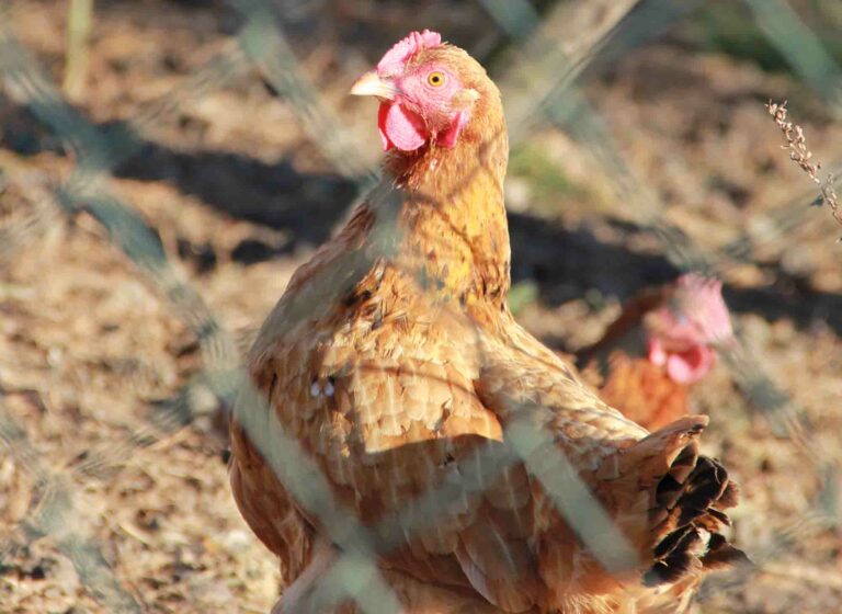 Lubisz jajka? Patrz co kupujesz