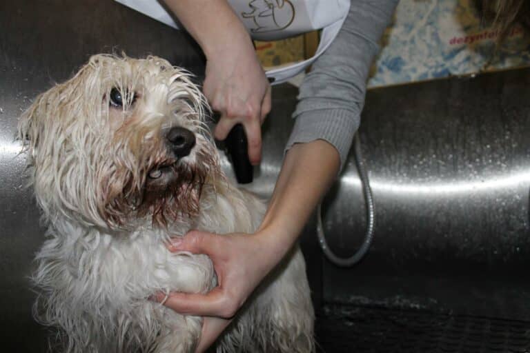 Pierwsza w Olsztynie samoobsługowa myjnia dla psów [WIDEO][GALERIA]