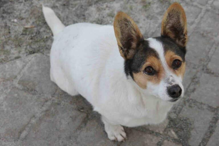 Dni otwarte w schronisku