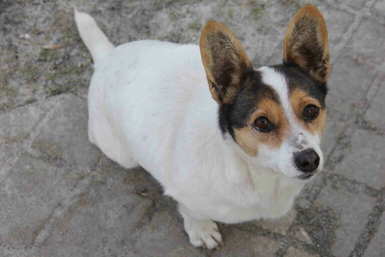 Masz takiego zwierzaka? W Olsztynie to standard&hellip;