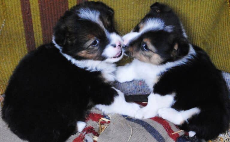 Szukasz wym&oacute;wek? Wstydź się! To tw&oacute;j pies zrobił&hellip;