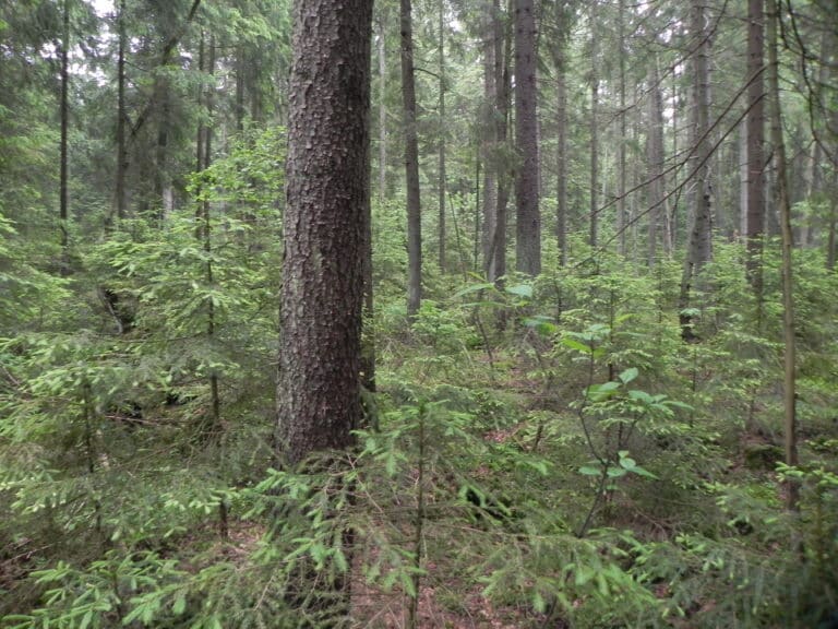 Nowy rezerwat przyrody na Warmii i Mazurach