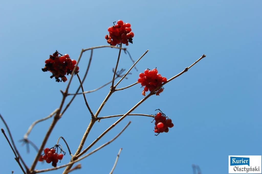 wiosna-3