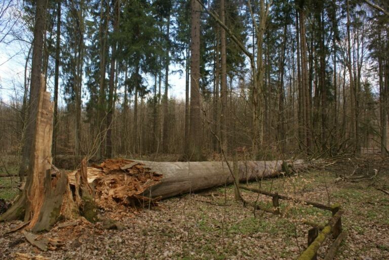 Smutny los "Huberta"