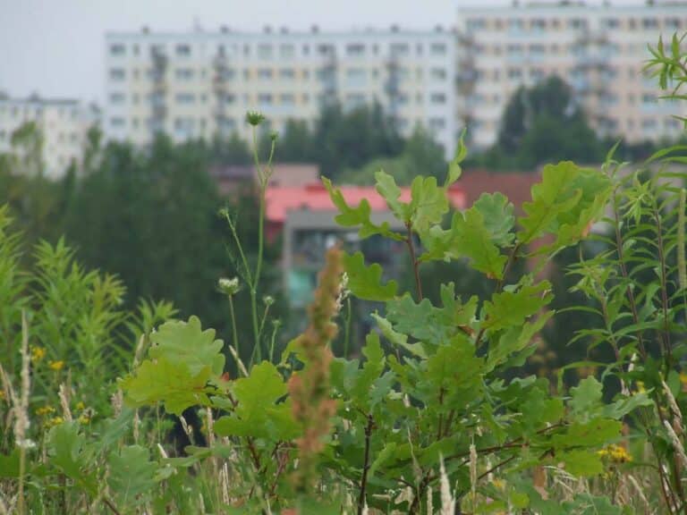 Zasadź drzewo! Odbierz sadzonkę za darmo