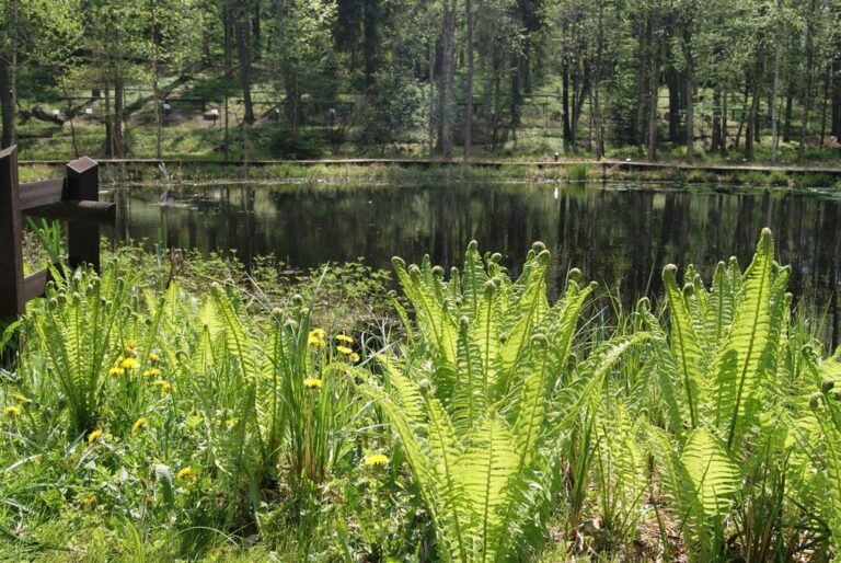 Zwiedzaj leśne arboretum z aplikacją na Androida
