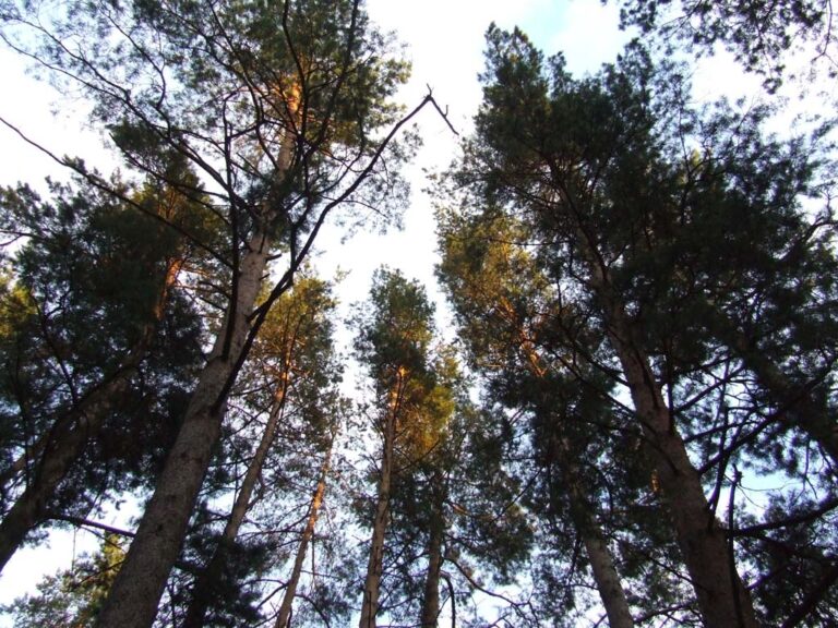 Chcesz wyciąć drzewo? Lepiej to przeczytaj&hellip;