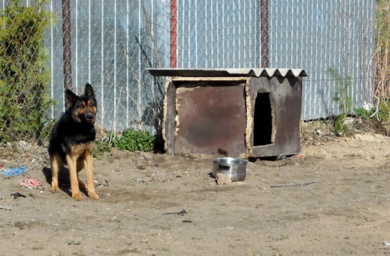 Pies pogryzł dwulatkę