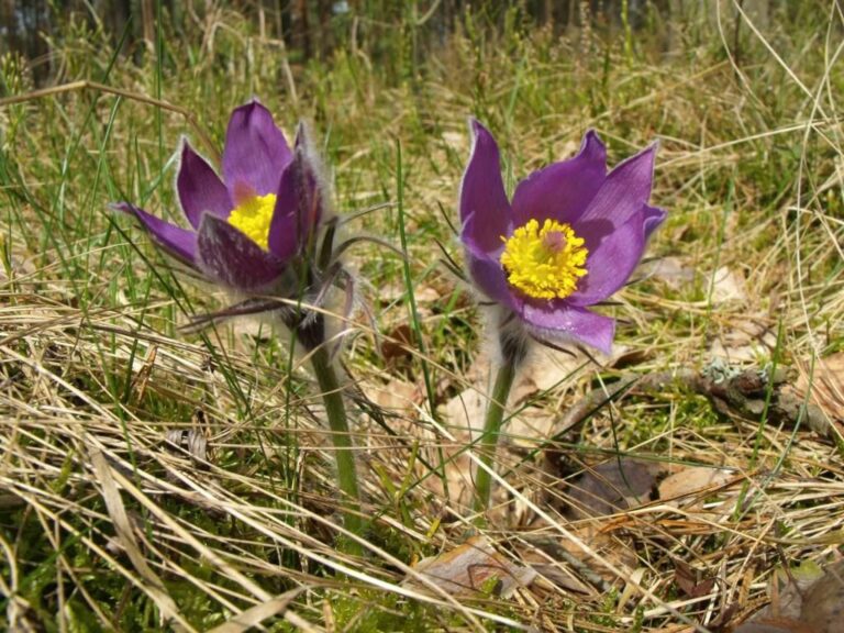 Pojawiły się rzadkie Sasanki