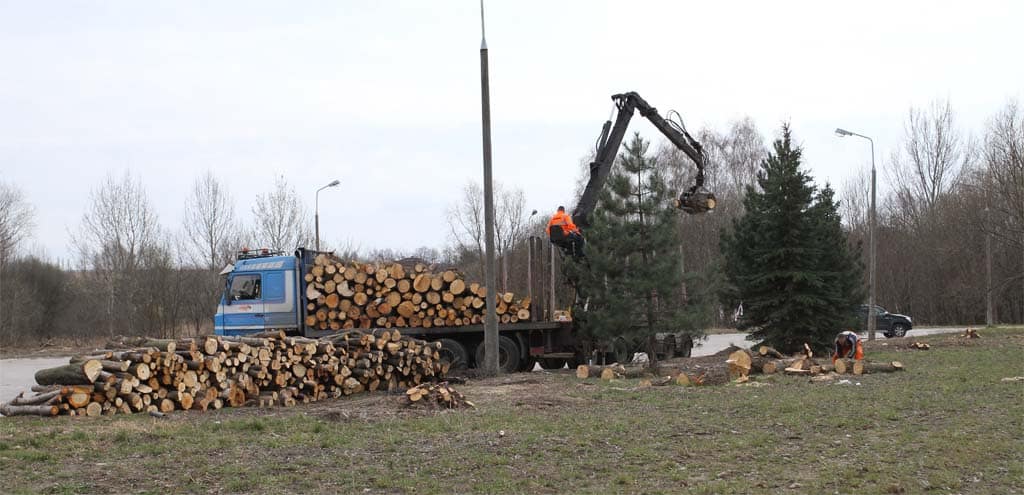 Czy trzeba dalej wycinać drzewa przy drogach Warmii i Mazur? polityka Olsztyn, Wiadomości