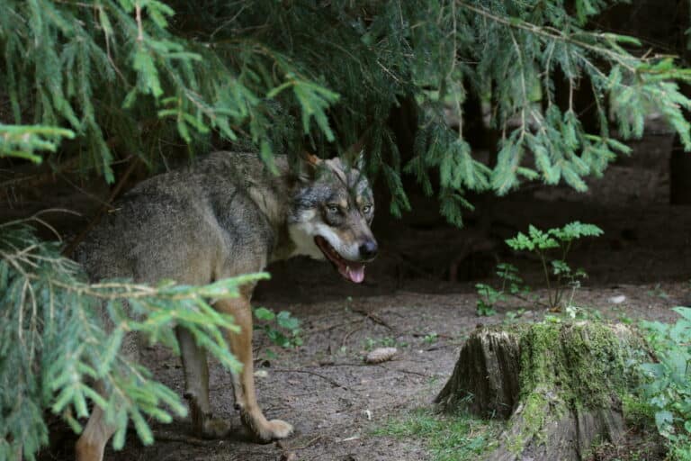 Właściciele gospodarstw rolnych otrzymają poradniki o wilkach