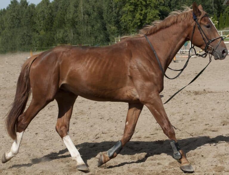 Pojadą konno na kanonizacje papieża