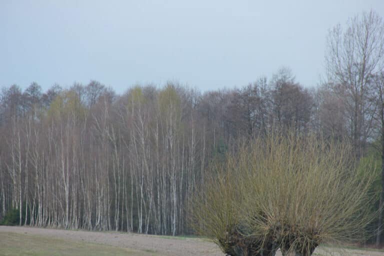 Rośnie zagrożenie pożarowe na Warmii i Mazurach