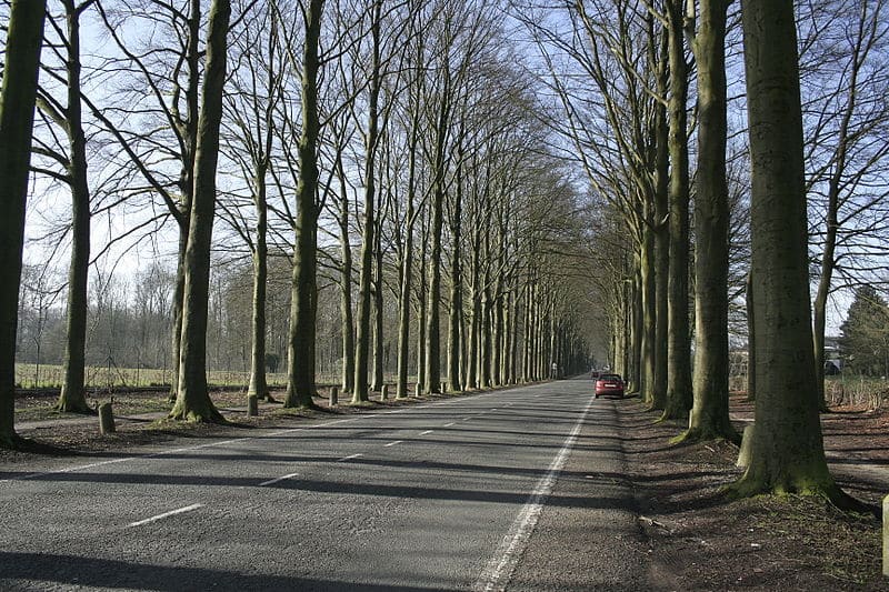 Rozpocznie się sadzenie drzew przy drodze 542 na odcinku Zapieka-Frygnowo Olsztyn, Wiadomości