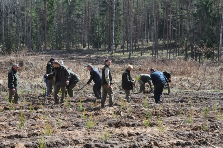 Leśnicy sadzą las. Cztery tysiące hektar&oacute;w i 22 miliony sadzonek!