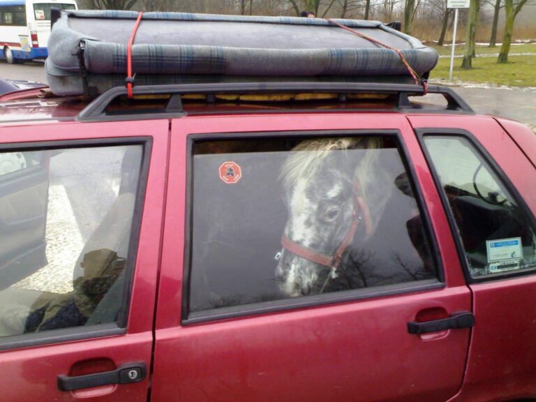 Krokodyl w lesie, kucyk w samochodzie, czyli reaguj, kiedy widzisz krzywdę zwierząt