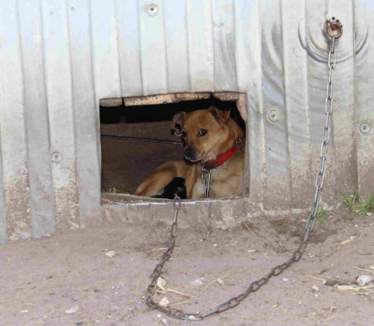 Rozbił głowę psa siekierą. Grożą mu trzy lata