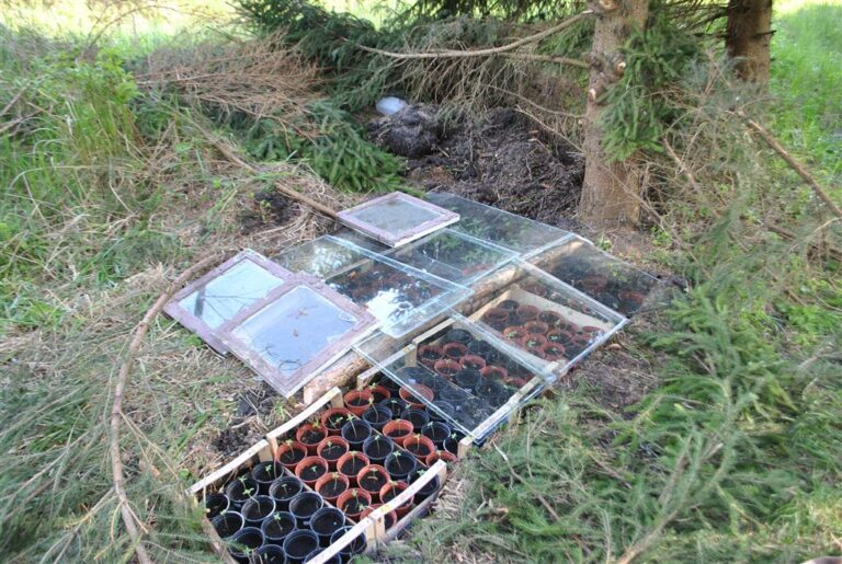 Robert M. zbudował szklarnie dla konopi