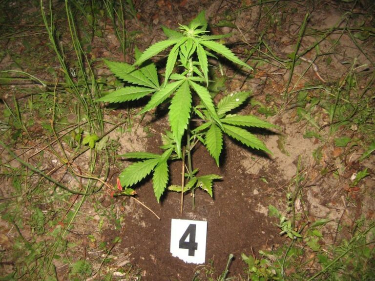 Nastolatek hodował konopie. Grożą mu trzy lata więzienia