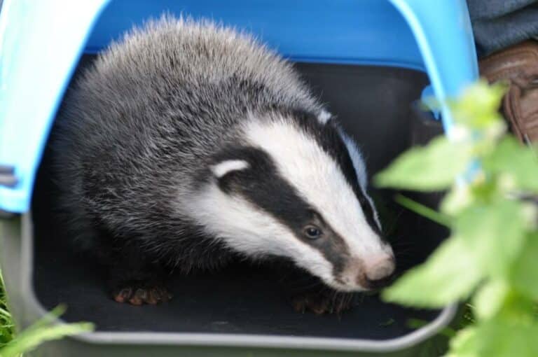 Na ratunek borsukowi spod Bartoszyc