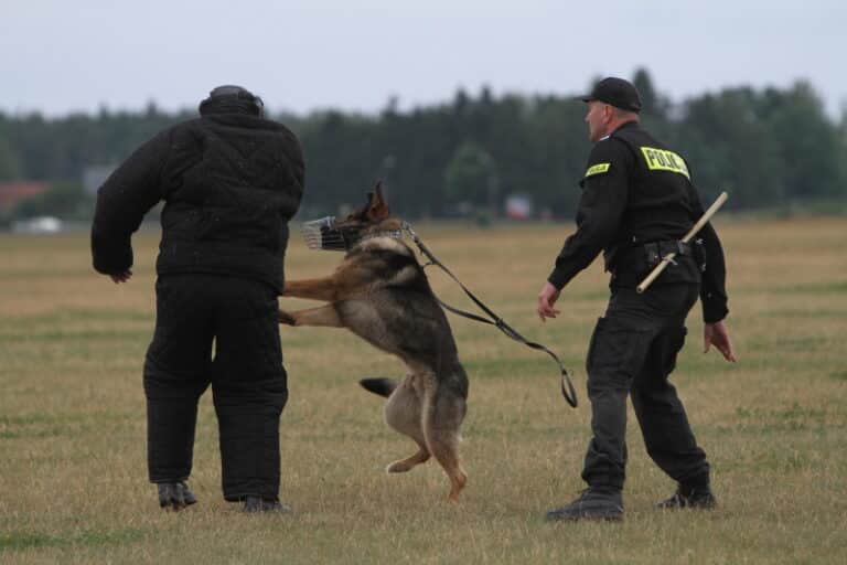 XIV Kynologiczne Mistrzostwa Policji