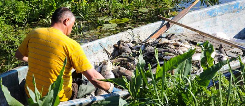 Kary dla firmy z Pasłęka za zaturcie wód, w wyniku którego odłowiono 1,7 tony martwych ryb Elbląg, Olsztyn, Wiadomości