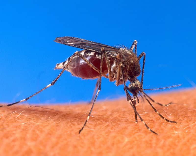 Jak chronić się przed komarami? Iława, Wiadomości, zShowcase