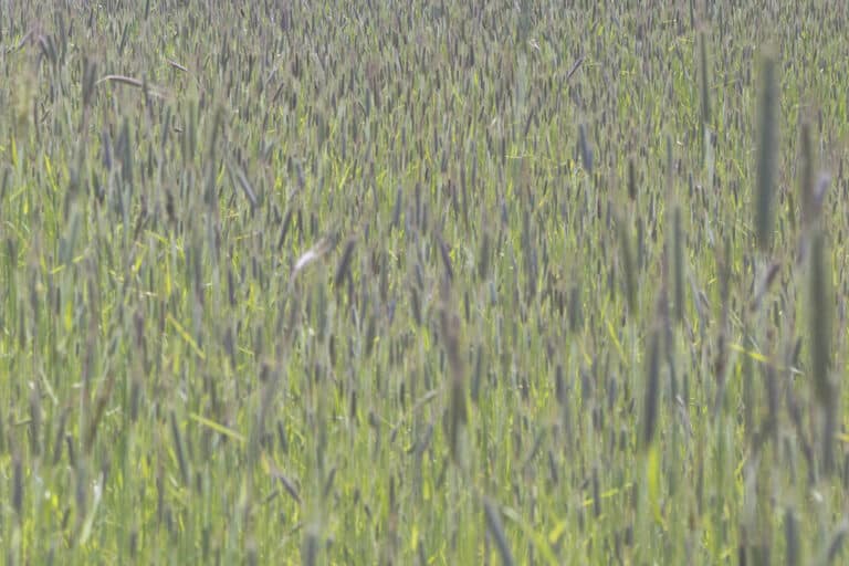 Masz uczulenie na pyłki traw? Przeczytaj jak przetrwać najgorszy miesiąc