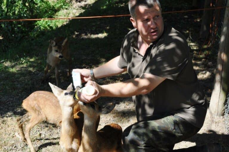 Borsuk, zając, dziki, bielik, myszołowy, błotniak i bociany po kuracji w leśnym szpitalu