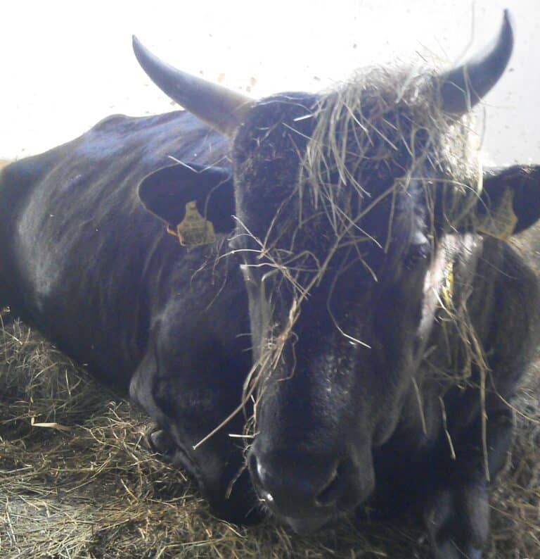 Tragedia w Lidzbarku Warmińskim. Byk stratował mężczyznę
