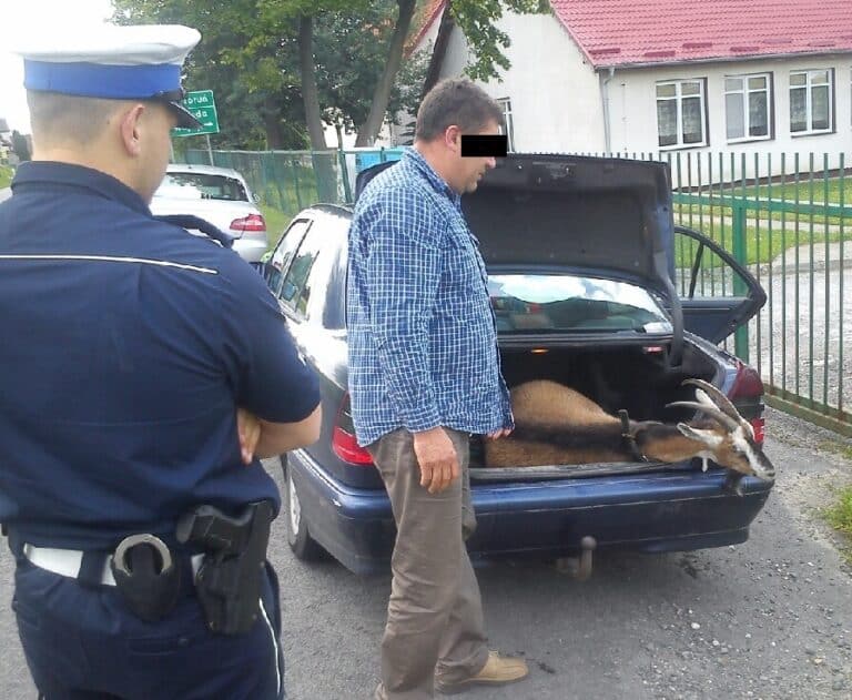 Kupioną kozę przewoził w bagażniku