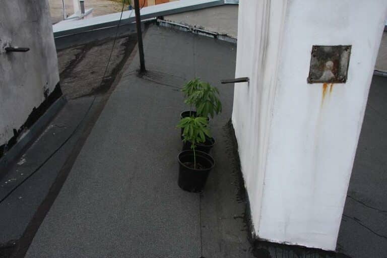 Na dachu domu uprawiał konopie. To nie pierwsza jego narkotykowa sprawa