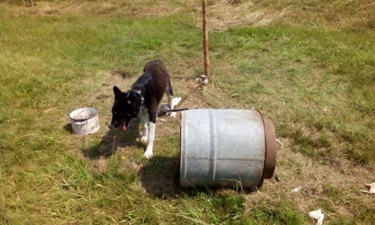 Trzymał psa na krótkim łańcuchu i bez wody. Mężczyźnie grożą nawet trzy lata w więzienia
