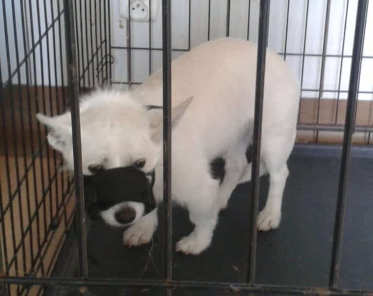 Bestialskie postępowanie 65-latka. Wyrzucił psa z czwartego piętra