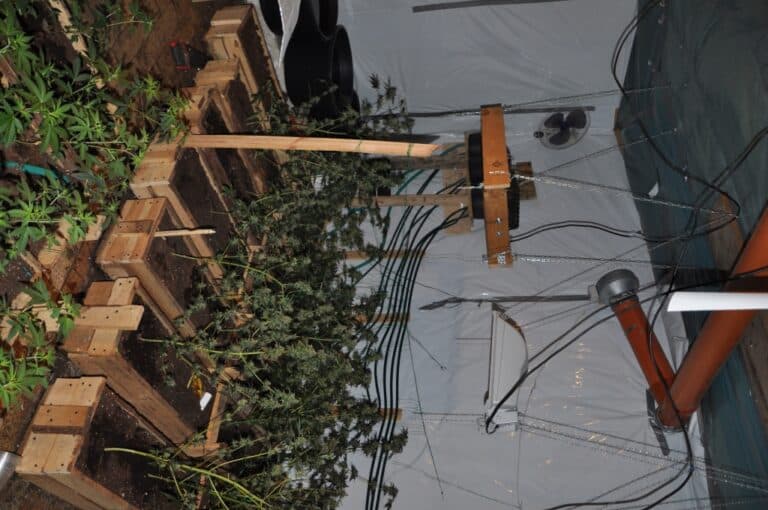 CBŚ zlikwidowało plantację konopi indyjskiej