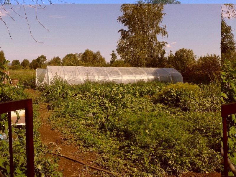 Plantacja konopi gm. Markusy (1)